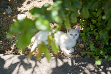 5月、すくすく育つ白い仔猫