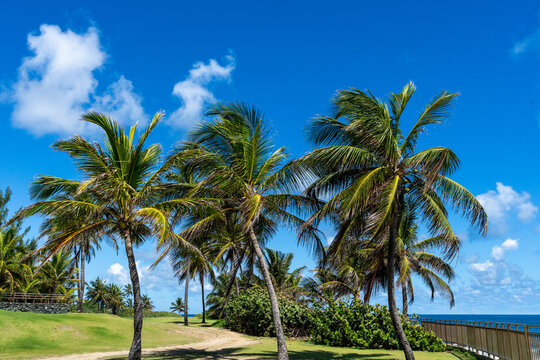 View with pal trees at Escambron Beach San Juan Puerto Rico 