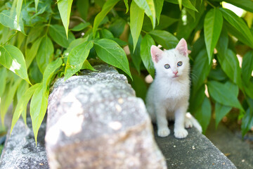 5月、すくすく育つ白い仔猫