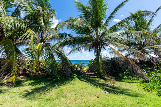 Palm tree lined shore at Escambron Beach San Juan Puerto Rico 