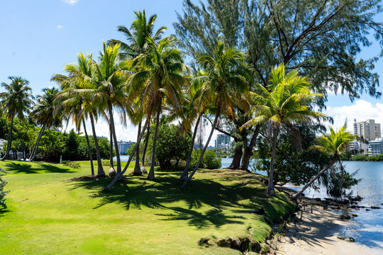 Palm tree lined shore at Escambron Beach San Juan Puerto Rico 