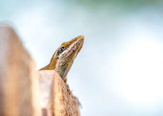 Green Anole being a bit of a snob