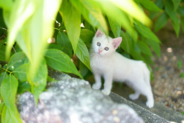 5月、すくすく育つ白い仔猫