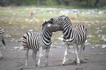 Zebre in wild savanna , Animal of africa