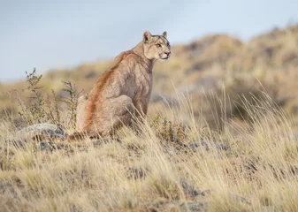 Gordijnen Poema Puma sentado expectante  © Sergio