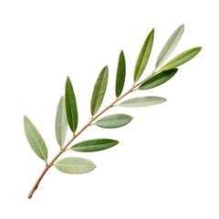 Green leaf branch with elongated leaves, showcasing variety of shades and textures, perfect for natural decor or botanical themes