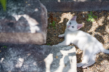5月、すくすく育つ白い仔猫