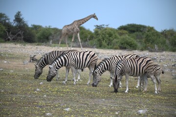 Zebre in wild savanna , Animal of africa