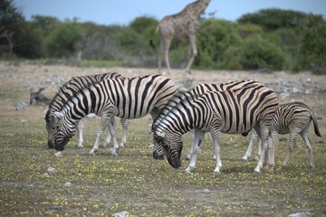 Zebre in wild savanna , Animal of africa