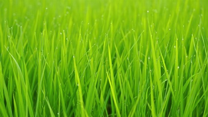 Obraz premium Close up of bright green grass blades with water droplets on them