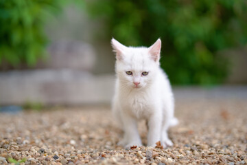 5月、すくすく育つ白い仔猫