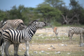 Zebre in wild savanna , Animal of africa