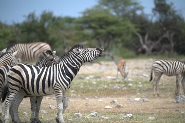 Zebre in wild savanna , Animal of africa