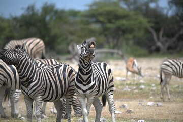 Zebre in wild savanna , Animal of africa