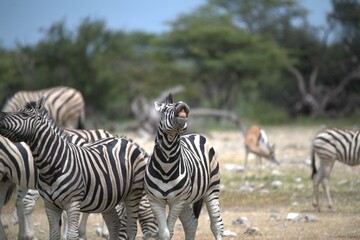 Zebre in wild savanna , Animal of africa