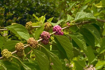 Callicarpa americana - Beautyberry, American Beautyberry
