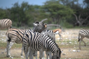 Zebre in wild savanna , Animal of africa