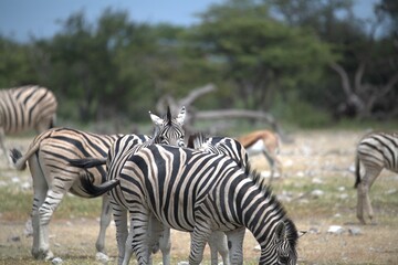 Zebre in wild savanna , Animal of africa