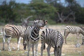 Zebre in wild savanna , Animal of africa