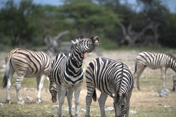 Zebre in wild savanna , Animal of africa