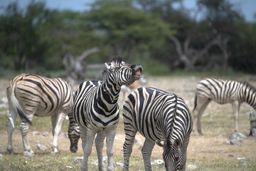Zebre in wild savanna , Animal of africa
