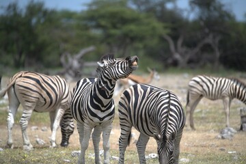 Zebre in wild savanna , Animal of africa