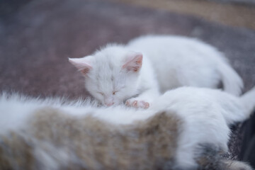 5月、お母さん猫のお乳を飲む白い仔猫