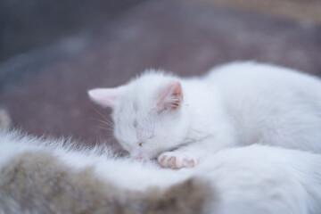5月、お母さん猫のお乳を飲む白い仔猫