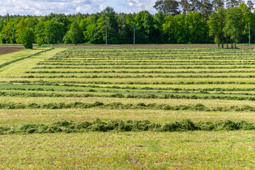 View of a freshly mown meadow with evenly spaced rows of grass. Summer rural landscape with green...