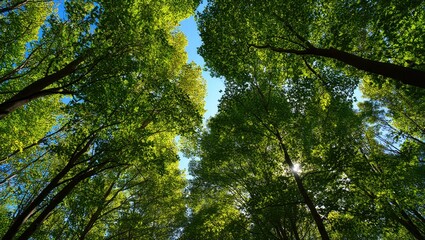 Fototapeta premium Looking up at the green tree canopy against a bright blue sky