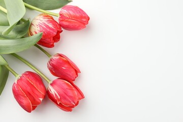 Beautiful tulip flowers on white background, top view. Space for text