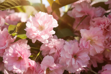 Beautiful blossoming sakura tree with pink flowers, closeup