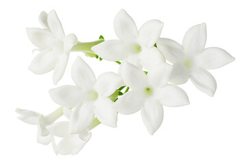 Obraz premium Beautiful aromatic jasmine flowers isolated on white