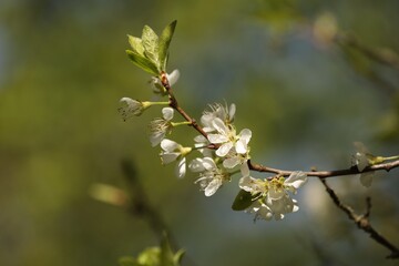 Beautiful blossoming plum tree with white flowers outdoors, closeup. Space for text