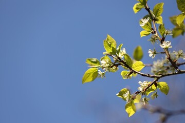 Beautiful blossoming plum tree with white flowers under blue sky, low angle view. Space for text
