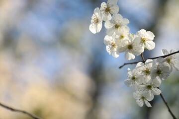 Beautiful blossoming plum tree with white flowers outdoors, closeup. Space for text