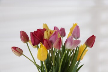 Beautiful colorful tulips on white background, closeup