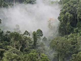 Morning sea of ​​fog in the valley
