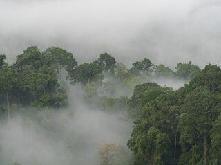 Fototapeta premium Morning sea of ​​fog in the valley
