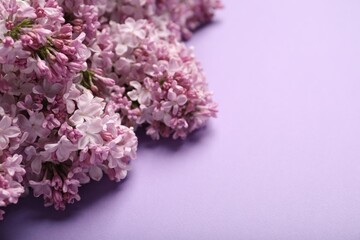 Beautiful lilac flowers on color background, closeup. Space for text
