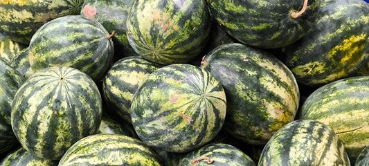 Fresh watermelon from the orchard. Agricultural products.