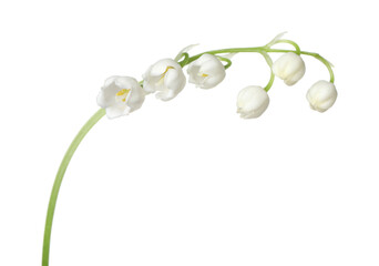 Beautiful fragrant lily-of-the-valley flowers isolated on white