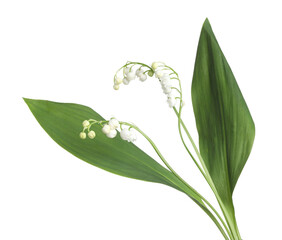 Beautiful fragrant lily-of-the-valley flowers isolated on white