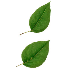 leaves isolate on white background. Selective focus. Nature.