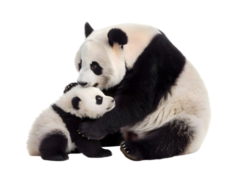 The giant panda and a baby panda isolated on white background - Powered by Adobe