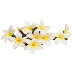 Fototapeta premium Plumeria flower isolate on white background. Selective focus. nature.