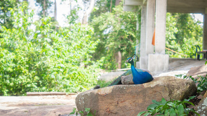 Male peacock sitting or lying on a large rock on a bright forest background with abandoned buildings, beautiful wildlife concept.