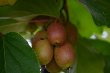 Berries actinidia on a branch close-up in the garden