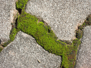 Moss on the cement block sidewalk	