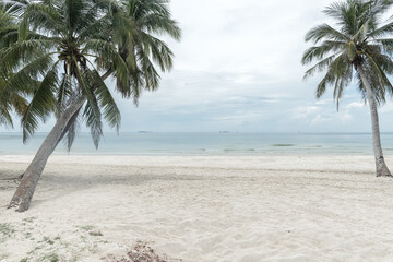 Coconut tree on a tropical island with beautiful beach. Nature background.